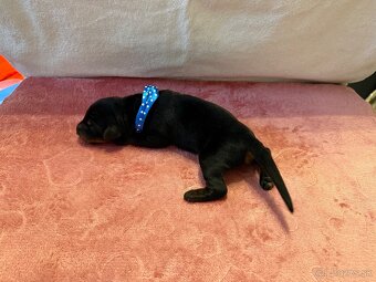 Stenata dobermana - 3