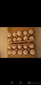 Predam nasadove vajcia vlaska jarabicia - 3