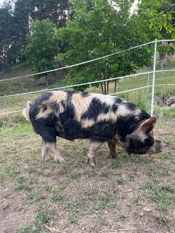 Kanec kune kune - 3