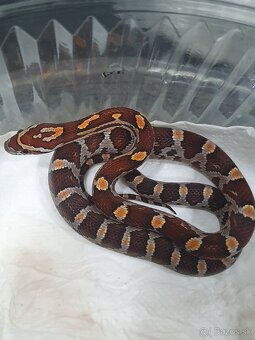 Užovka americká, Pantherophis guttatus, odchov - 3