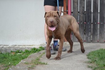 American bully XL / sharpei - 3