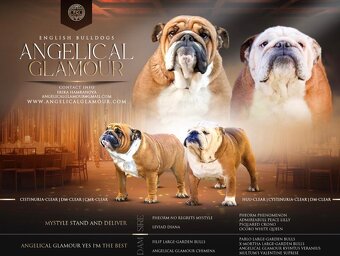 Anglicky Bulldog, buldog, bulldok, bulldogge s PP - 3