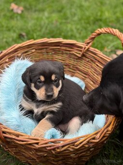 Darujem  šteniatka - 3