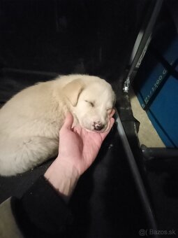 Darujem šteniatka - 3