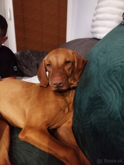 Maďarská vyžla - 3