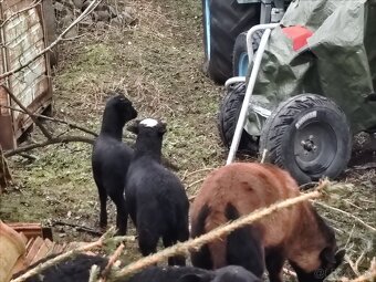 Kamerunské ovce - 3