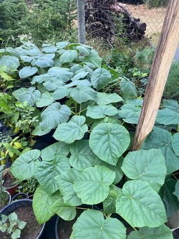 Paulownia Tomentosa rýchlorastúci strom - 3