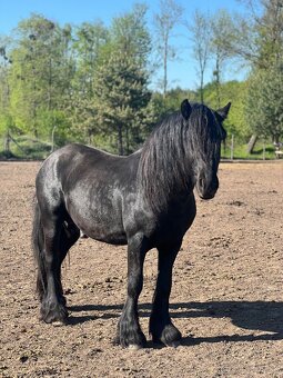 Fellský pony - 3