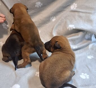 Belgický ovčiak -malinois - 3