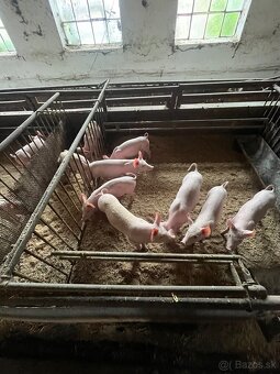 Predám Odstavčatá - 3