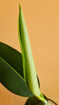 Ficus Elastica longifolia / Fikus / Gumovník - 3