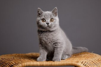 Piati britskí džentlmeni hľadajú nový palác - 3