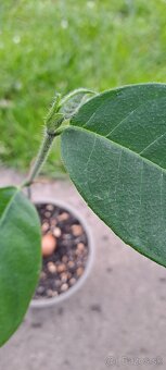 Čampedak-Artocarpus Integer - 3