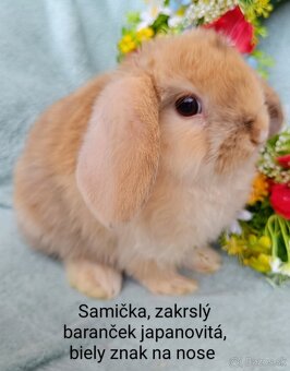 Zakrslý baranček s VP samička japanovitá, biely znak - 3