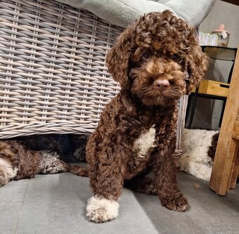 Lagotto romagnolo s PP (italský vodní pes) - 3