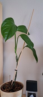 Monstera Thai odrezok - 3