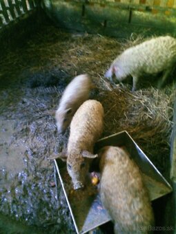 Odstavčatá mangalica - 3