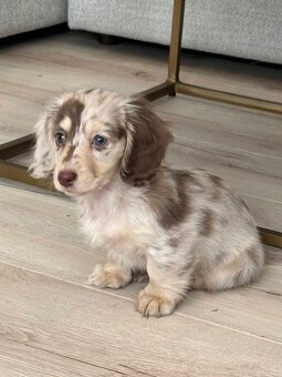 Kúpim šteniatko jazvečíka - 3