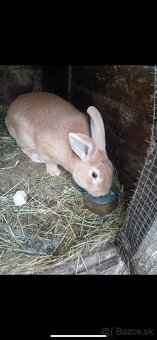 Predám zajace - 3