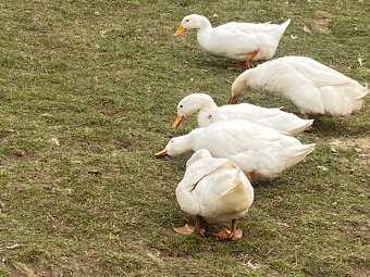 Nasadove vajcia peking - 3