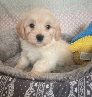 Havanský psík s PP ,Bichon Havanais k rezervácií - 3