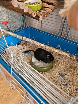 Osmak Degu + klietka a vybavenie - 3