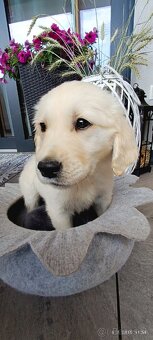 Zlatý retriever šteniatko - 3