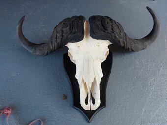 Trofej trofeje paroh parohy parozie zhody - 3