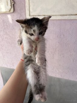 darujem mačky - 3