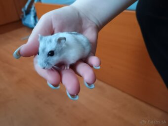 Škrečok dzungarsky - 3