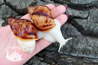 Africké slimáky Archachatina marginata ovum albino terárium - 3