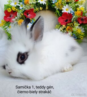 Zakrslý králik teddy gén s VP - samičky strakáč - 3