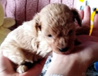 Pudlik pudel mini toy - 3