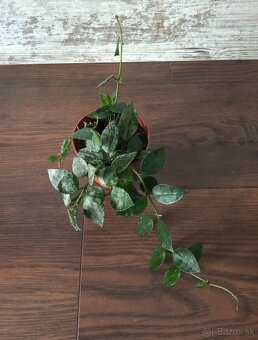 Hoya - rastliny - 3
