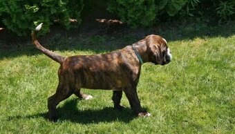 Nemecky boxer s pp - - 3