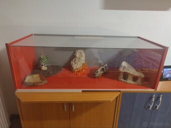 Terarium pre hada - 3