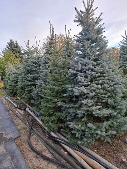 Vianočne stromčeky - 3