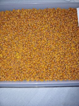 Rakytník  mrazený ,sušený - 3