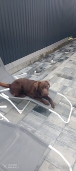 Labrador - 3