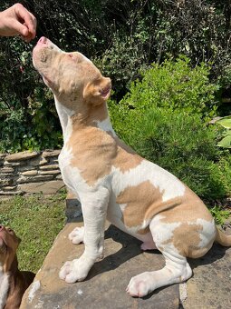 American bully XL - 3