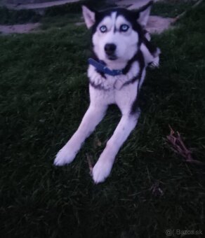 Husky - 3