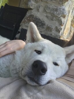 Akita Inu psík - 3