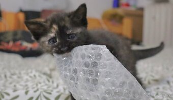 Krásna očkovaná 2-mesačná mačička čaká na adopciu - 3