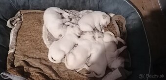 Šteniatka labradora - 3