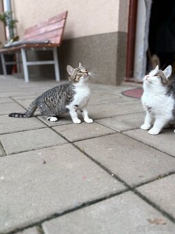 Mačiatko darujem - 3