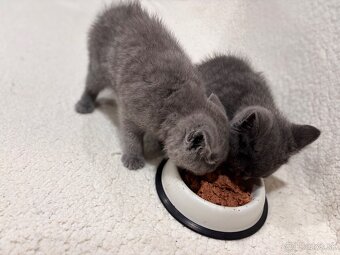 Britské maciatka - 3