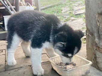 Stenata Husky/malamut krizence - 3