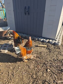 Kohúty Brahamn Splash a Liliput millefleur - 3