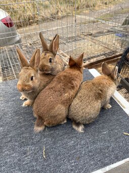 Burgundský x VSS - 3