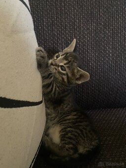 Darujem mačiatko do dobrých rúk🐾 - 3